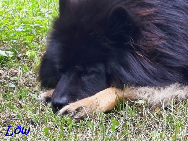 27.6.2025 - D&ouml;sender Howard